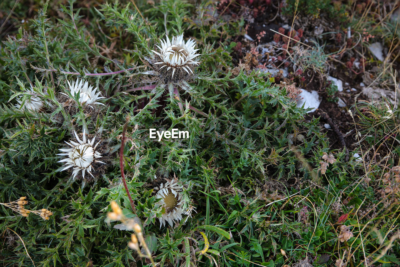 HIGH ANGLE VIEW OF PLANTS