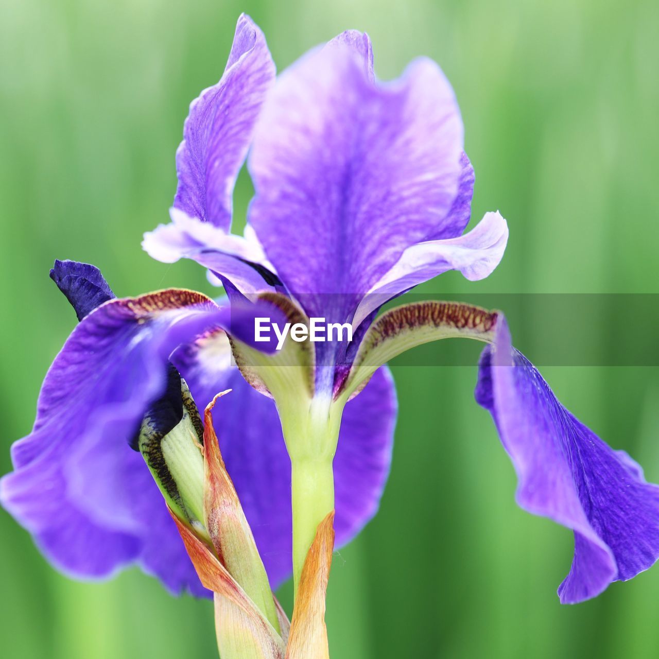 CLOSE-UP OF FRESH PURPLE IRIS FLOWER