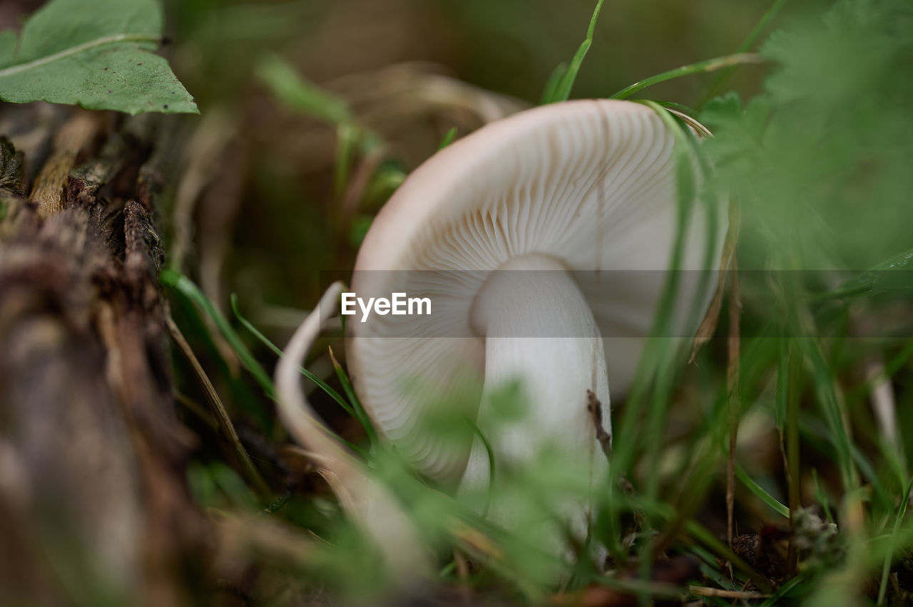 Close-up of mushrooms growing on field