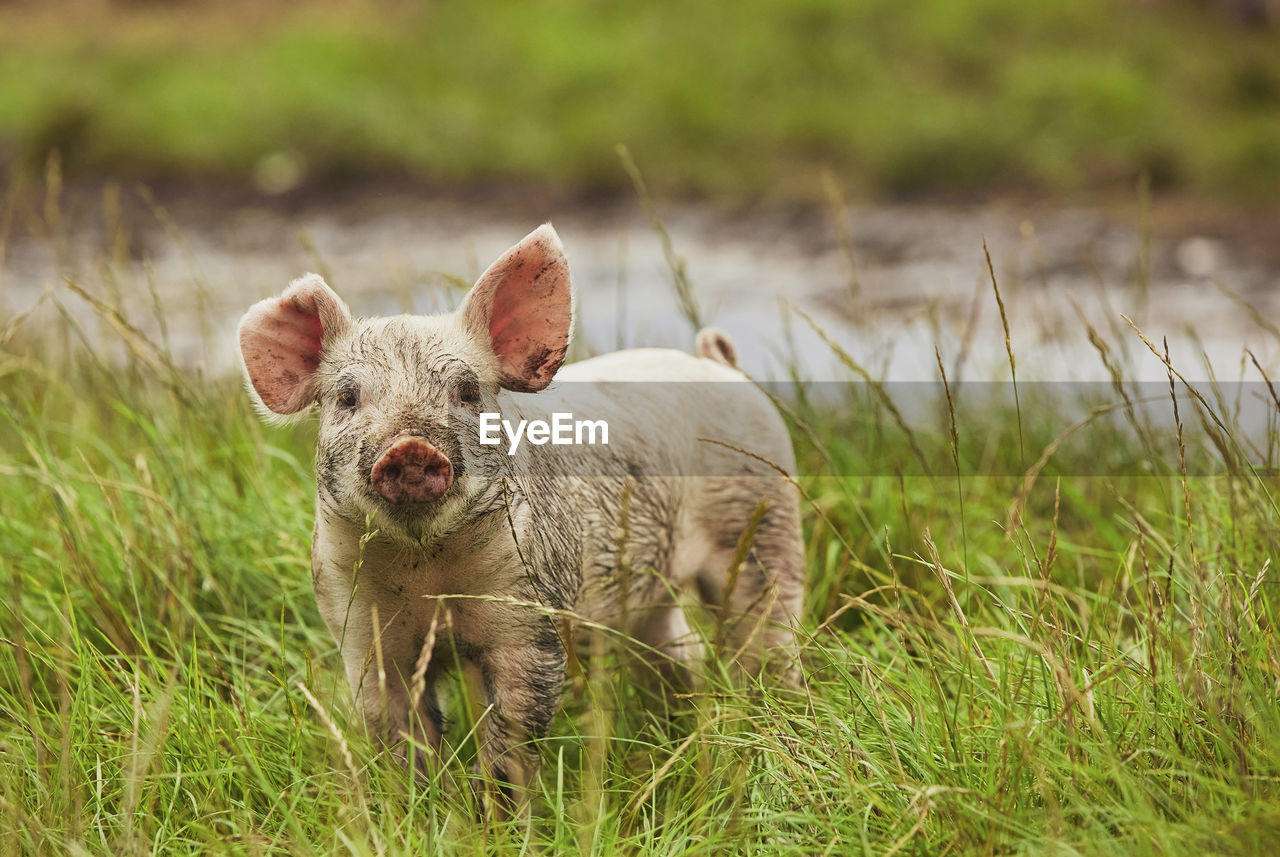 side view of pig on grassy field