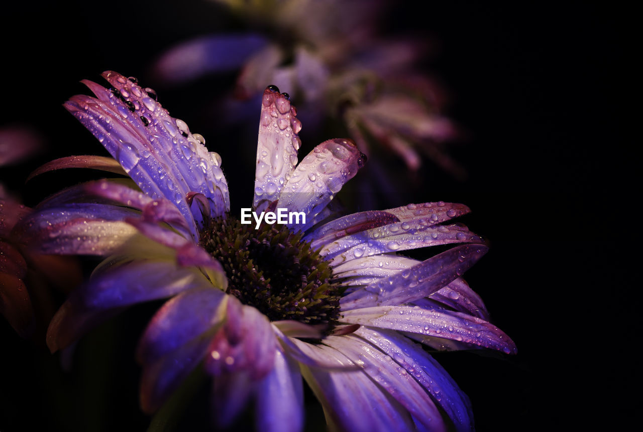 Close-up of wet pink flower at night