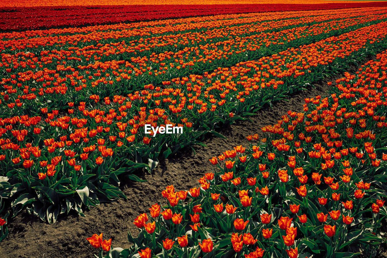 Close-up of yellow flowering plants on field