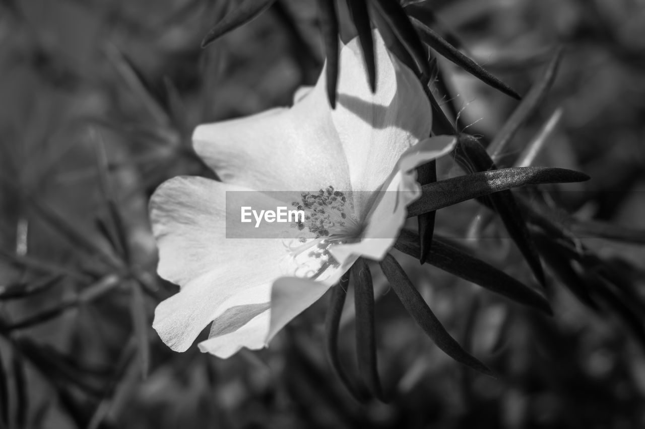 CLOSE-UP OF PINK FLOWER BLOOMING OUTDOORS