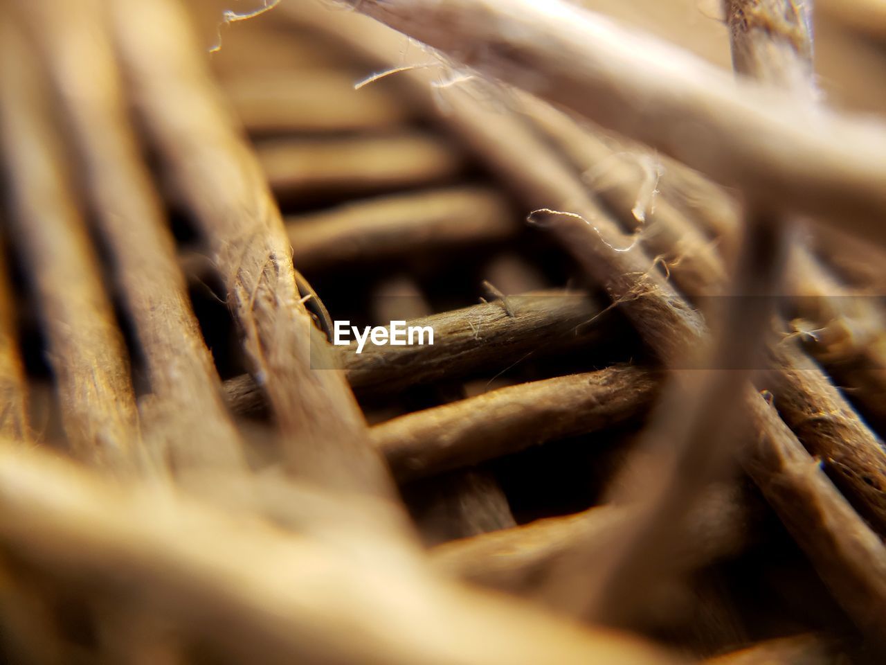 CLOSE-UP OF WOODEN LOG IN FOREST