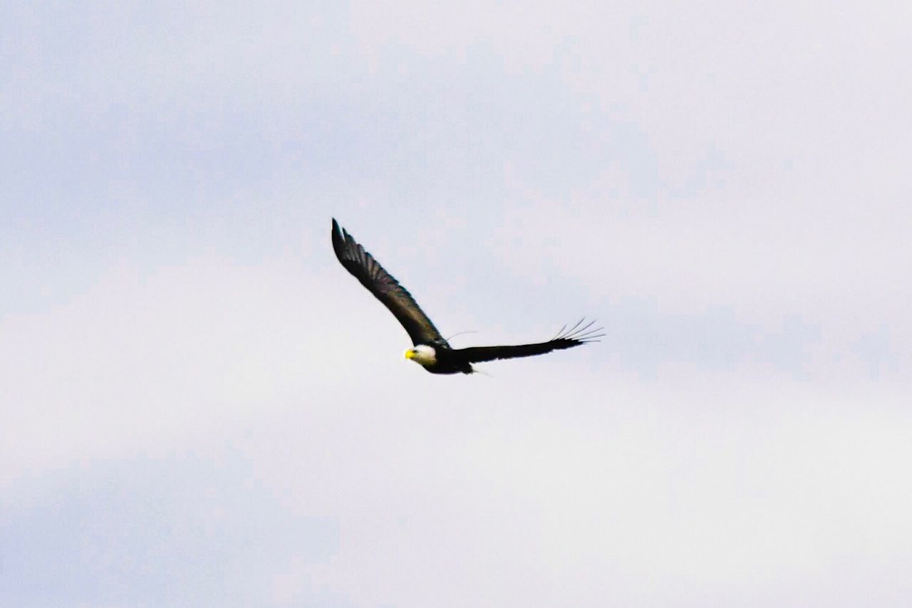 LOW ANGLE VIEW OF EAGLE FLYING IN SKY