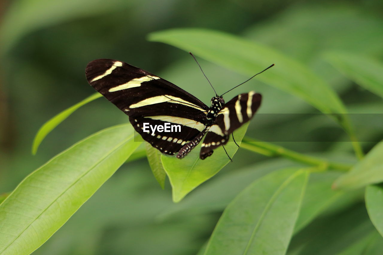 Butterfly on leaf