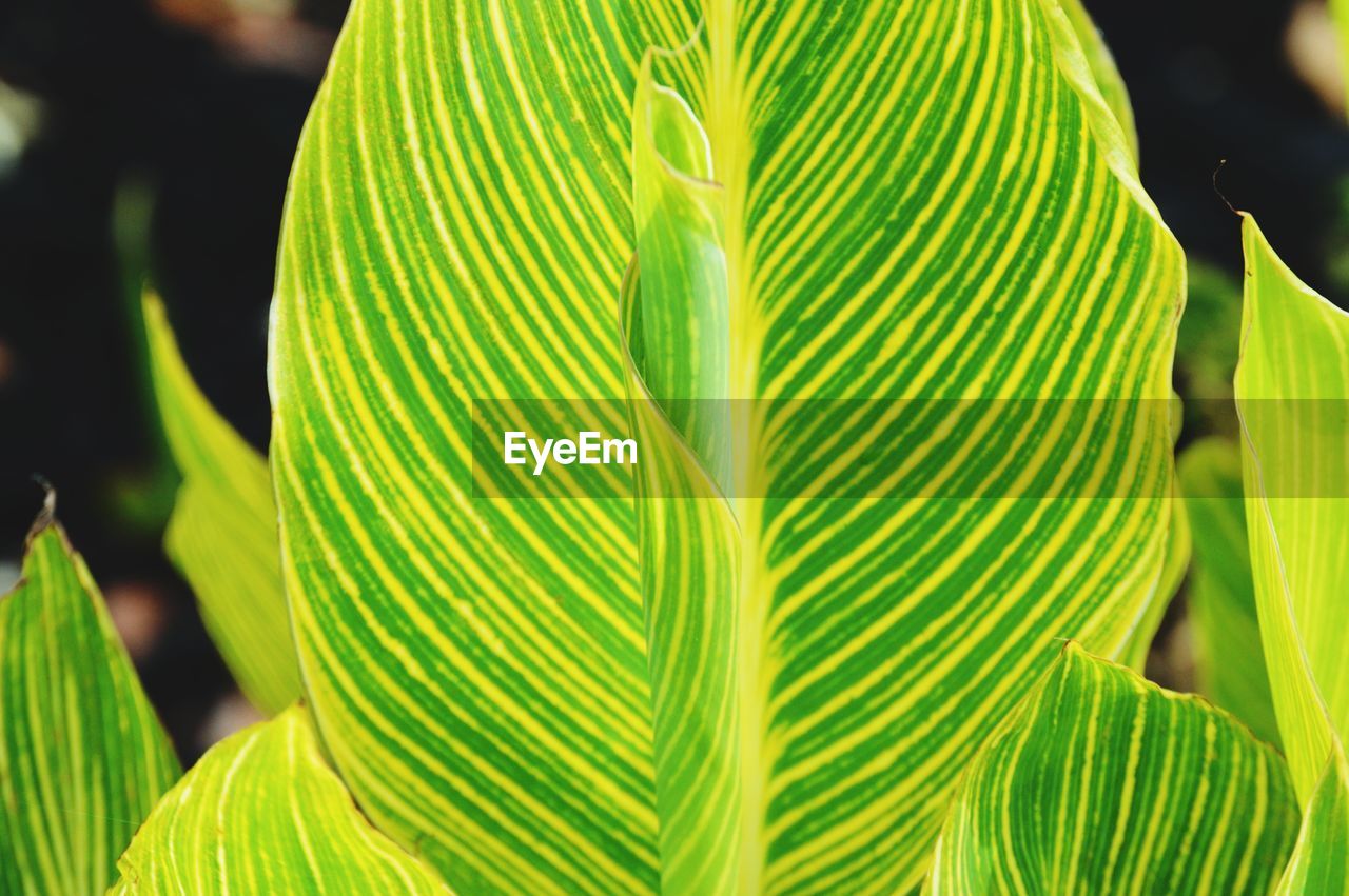 Close-up of palm leaves