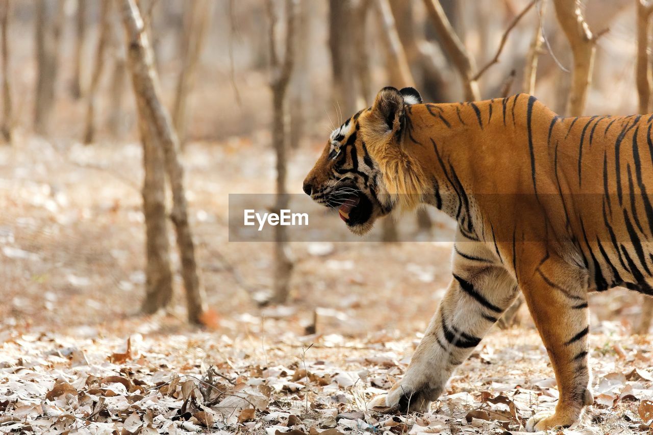 View of a tiger on land