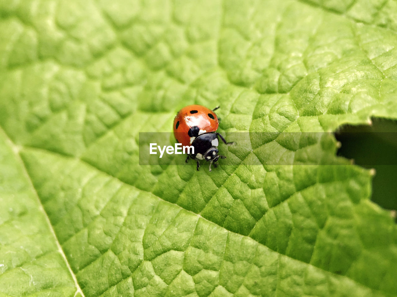 HIGH ANGLE VIEW OF INSECT ON LEAF