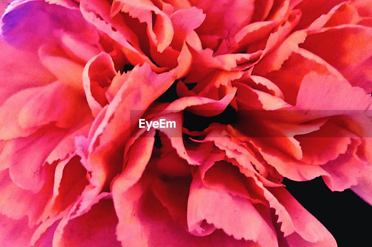 CLOSE-UP OF PINK FLOWER BLOOMING OUTDOORS