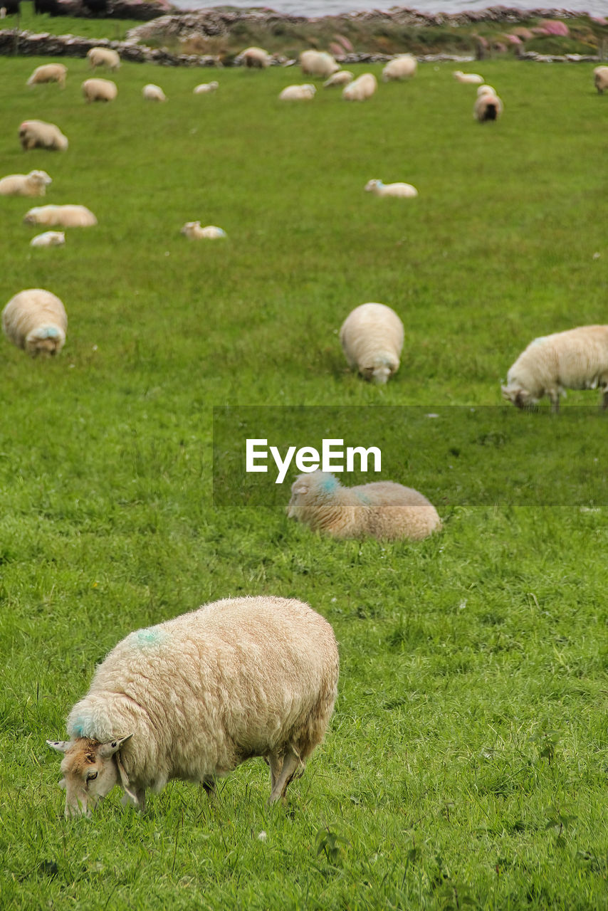 SHEEP IN A FIELD