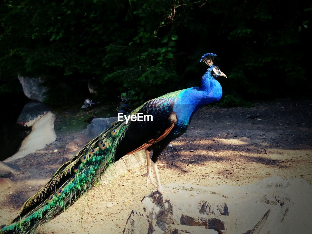Side view of peacock in zoo