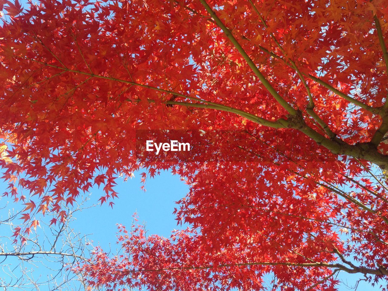 Low angle view of maple tree against sky