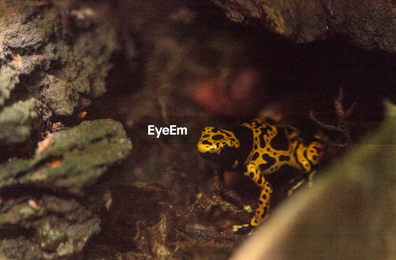 High angle view of frog