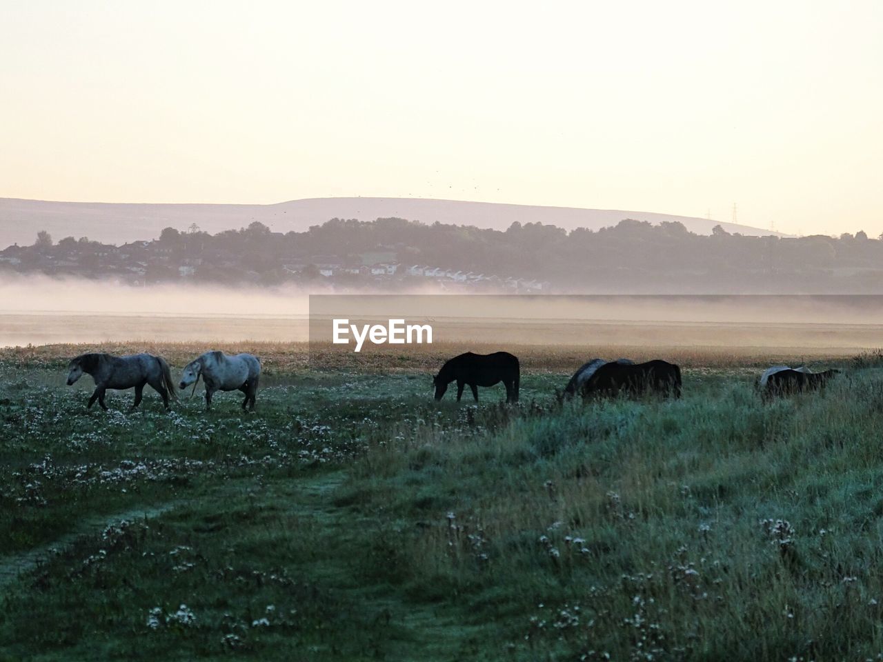 Horses on field against sky during sunset