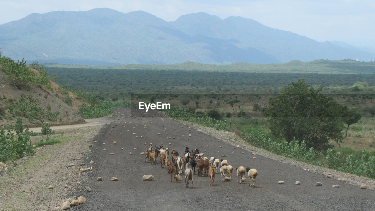 Herd of goat on an empty tar road