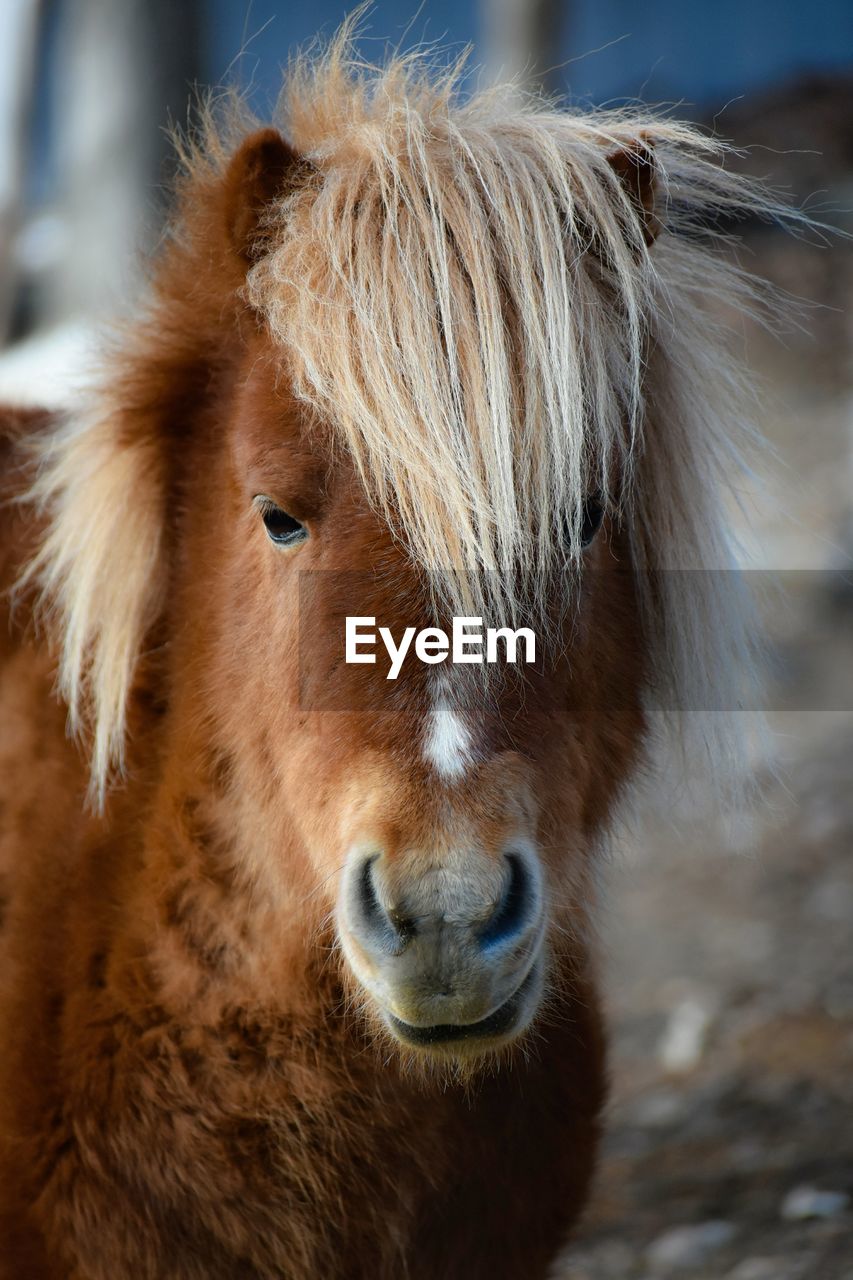 Close-up portrait of horse