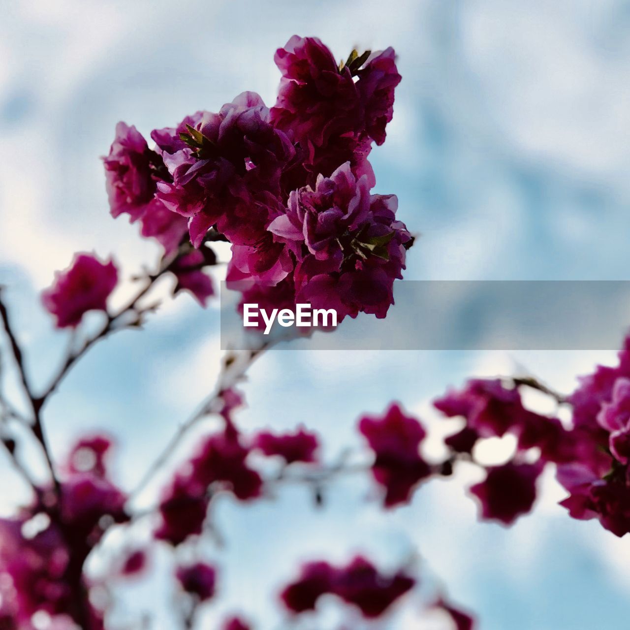 Close-up of pink cherry blossoms