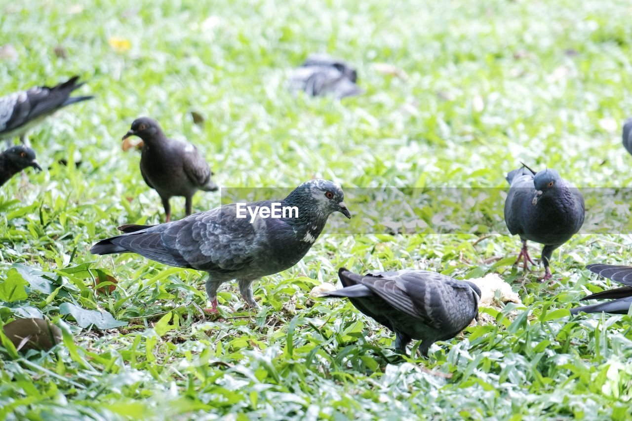 Pigeons on the field