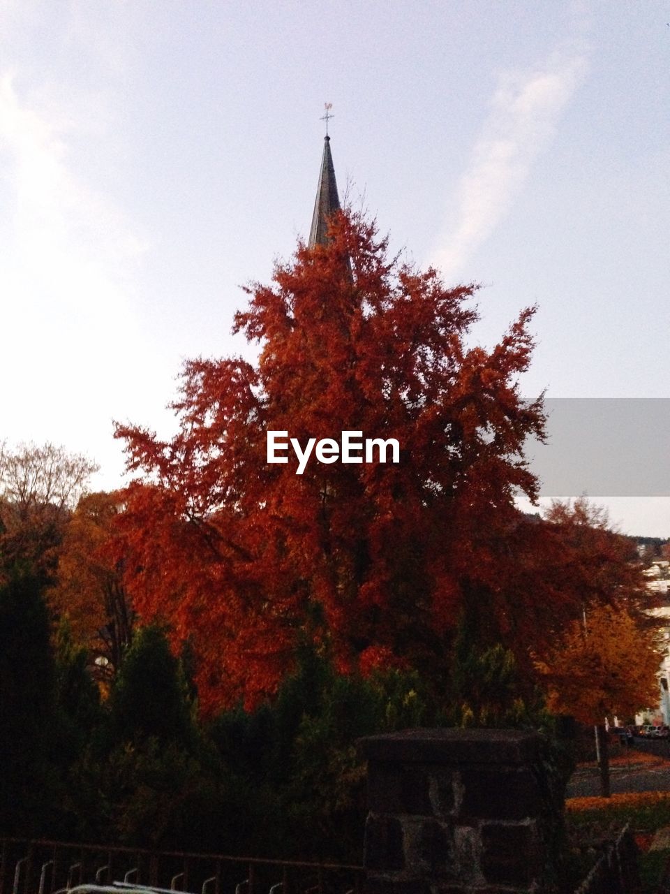 LOW ANGLE VIEW OF TREES AGAINST SKY DURING AUTUMN