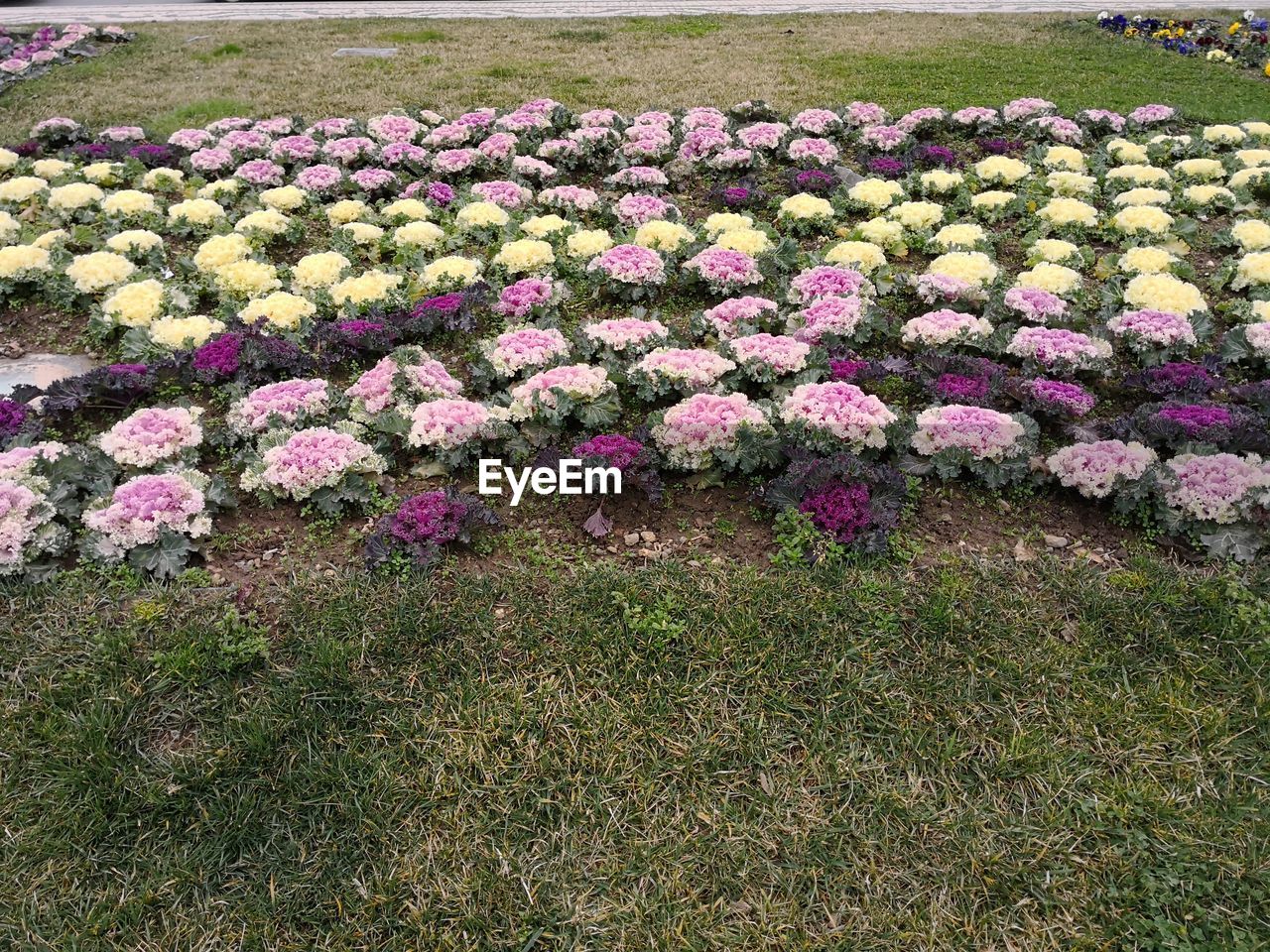 PURPLE FLOWERS BLOOMING IN FIELD