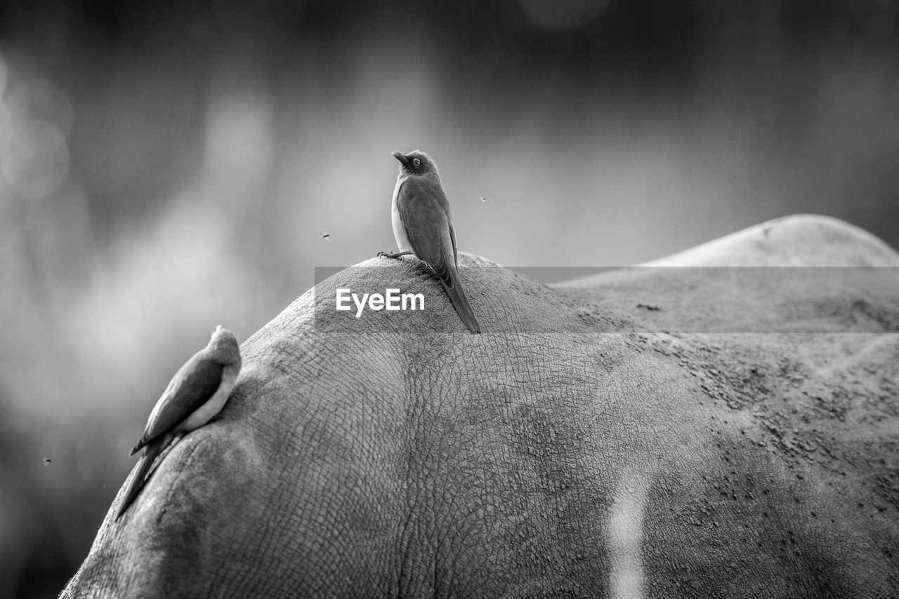 Close-up of birds perching on horse