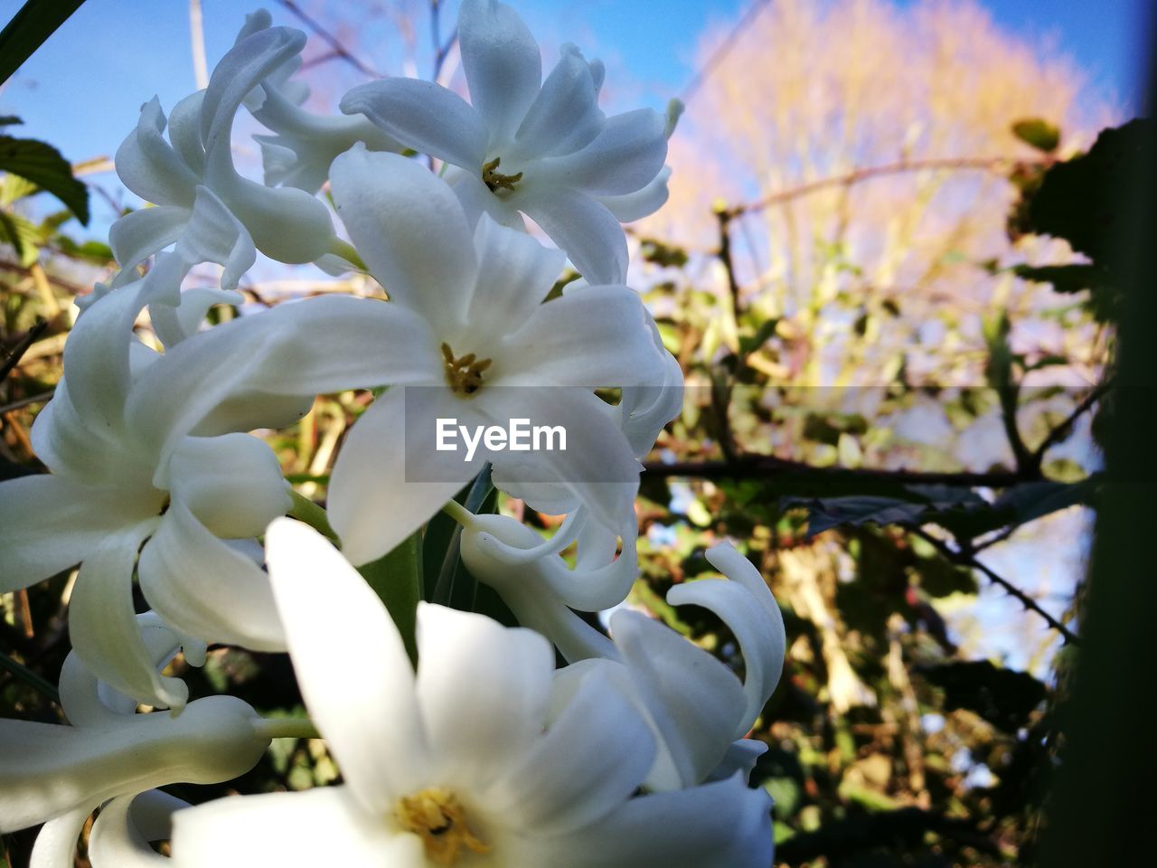 CLOSE-UP OF WHITE FLOWERS BLOOMING OUTDOORS