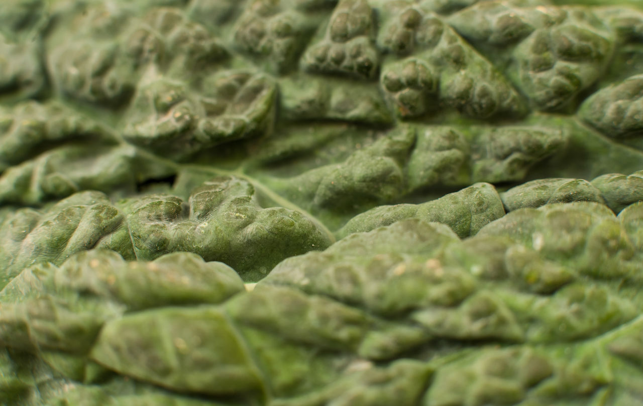 Full frame shot of kale vegetable