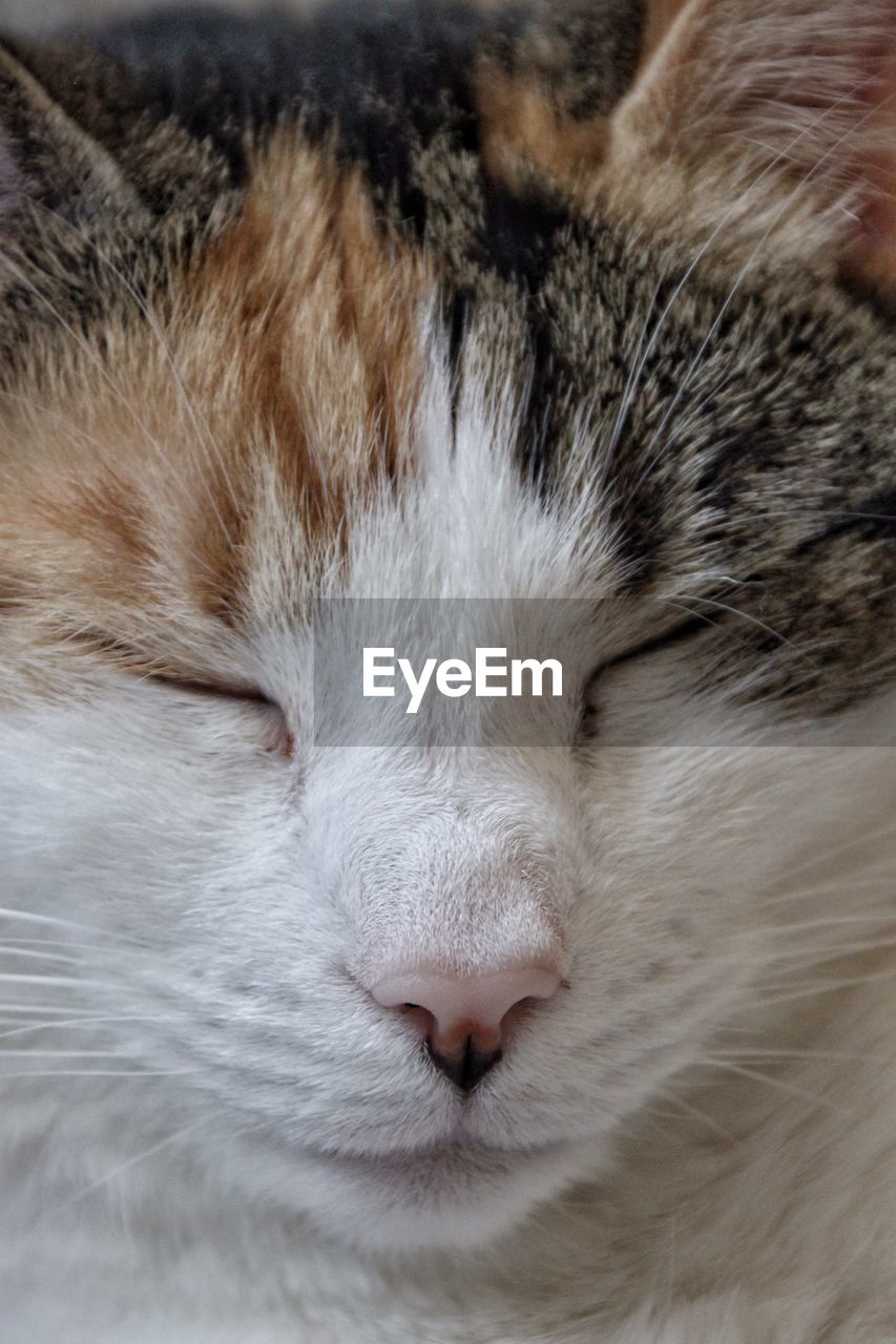 Close-up of cat sleeping