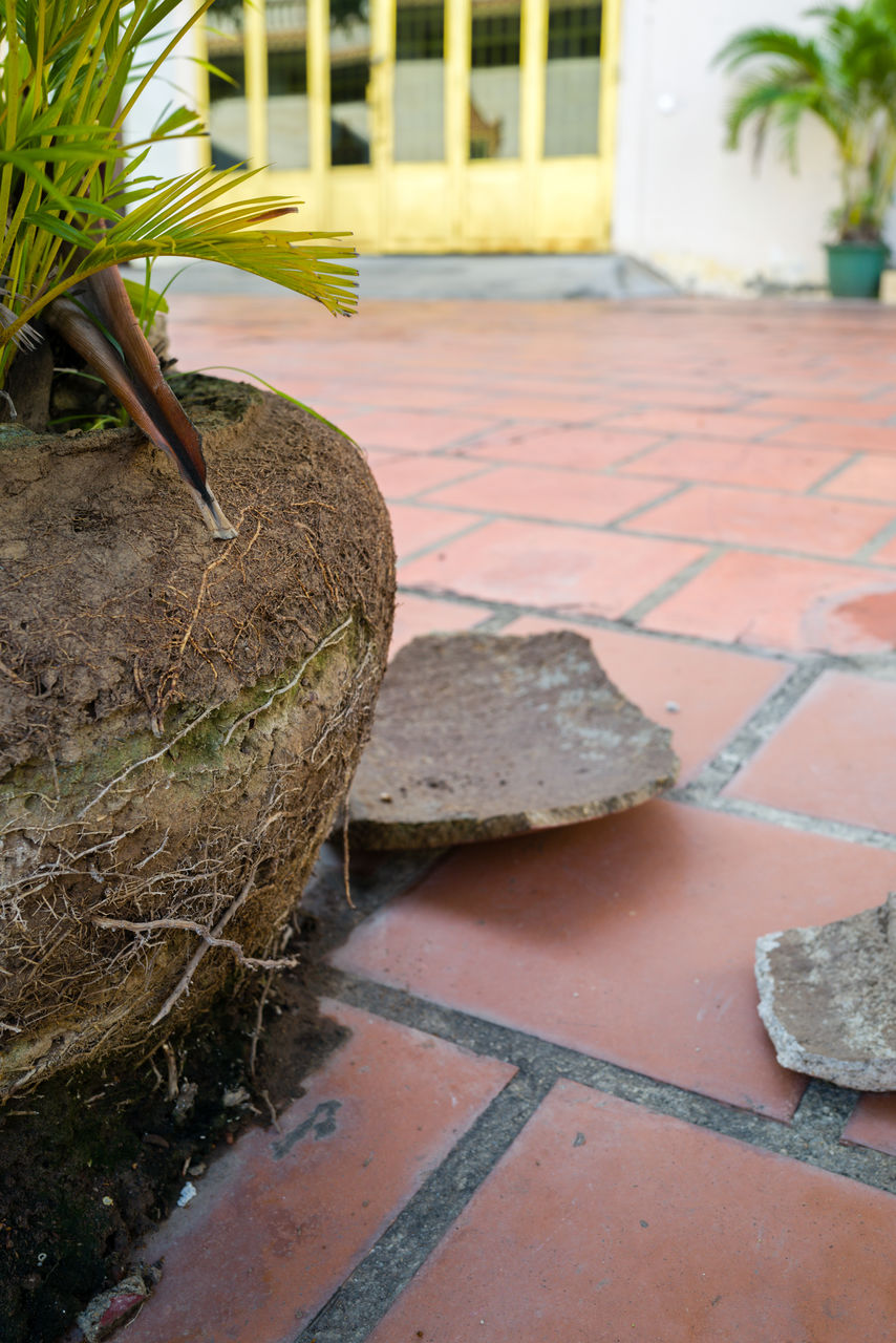 plant, grass, nature, flooring, no people, lawn, architecture, day, soil, wood, walkway, outdoors, wall, backyard, footpath, floor, yard, tree, potted plant, built structure, stone, houseplant, growth, garden, flagstone, palm tree, building exterior