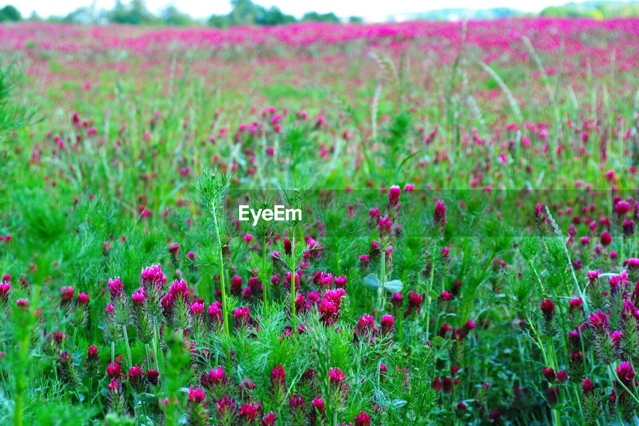 Pink flowering plants on field