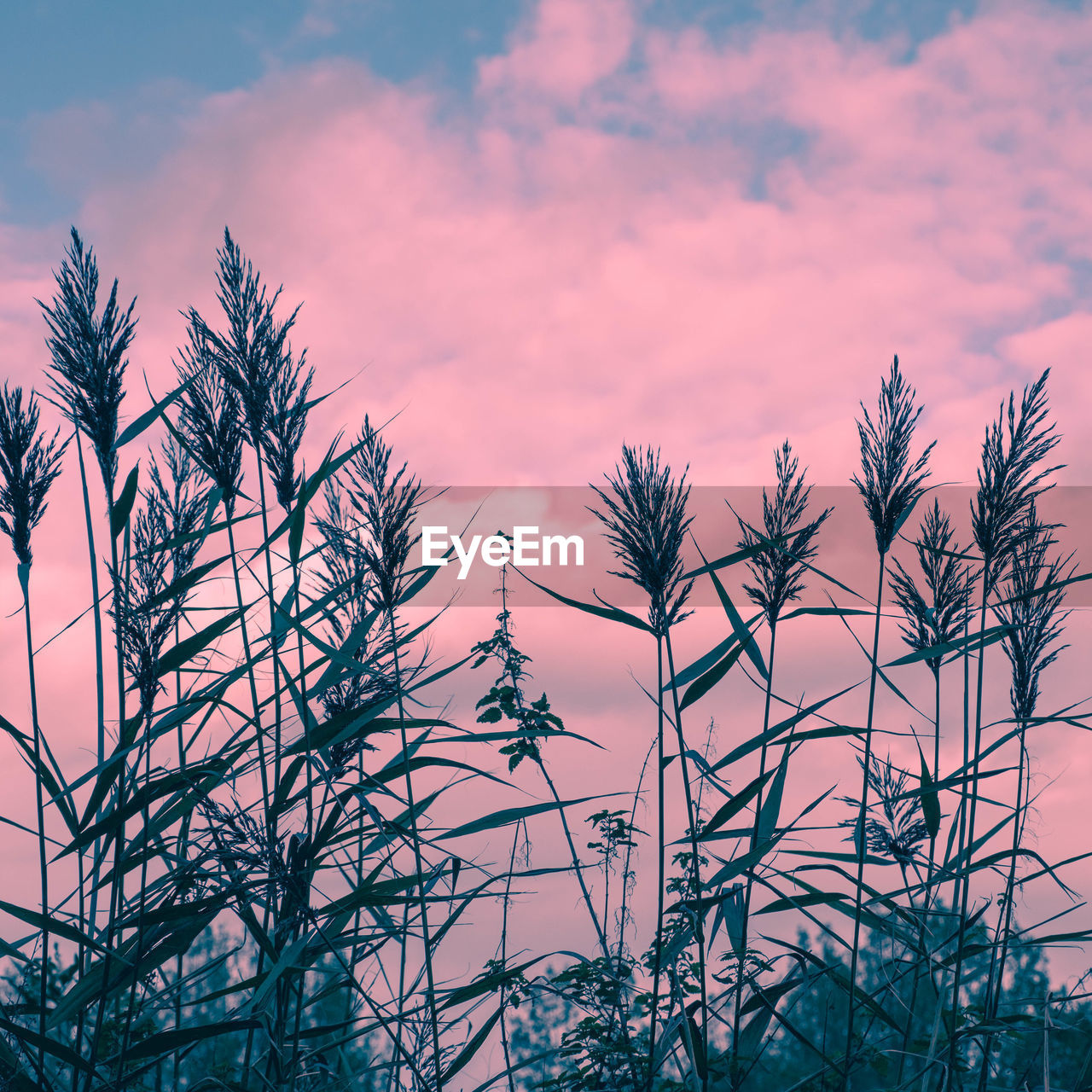 LOW ANGLE VIEW OF BARE TREE AGAINST SKY DURING SUNSET