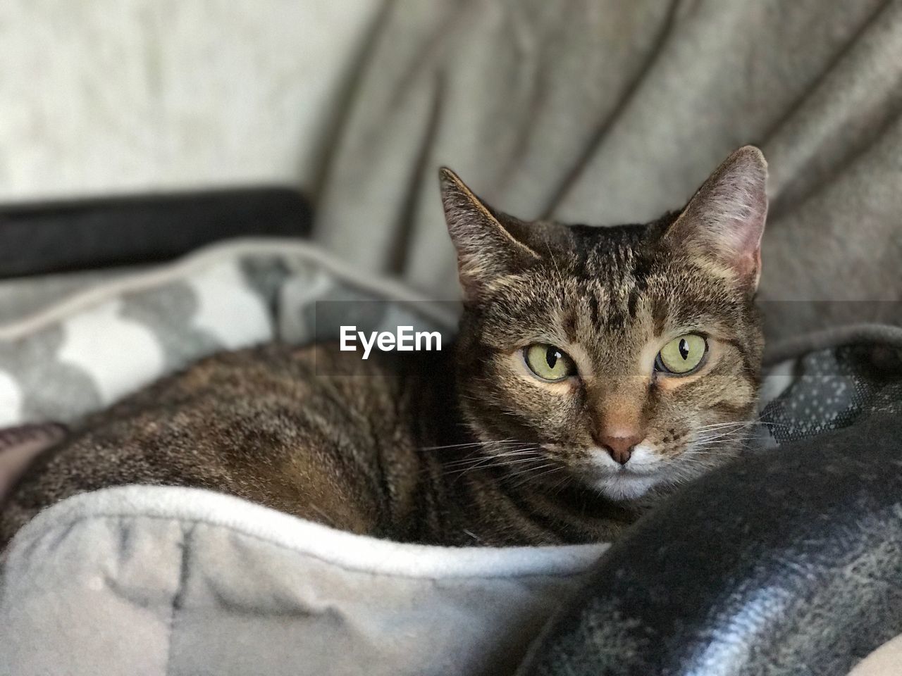 Close-up portrait of cat relaxing