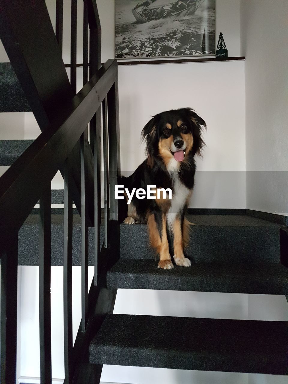 DOG ON STEPS IN RAILING