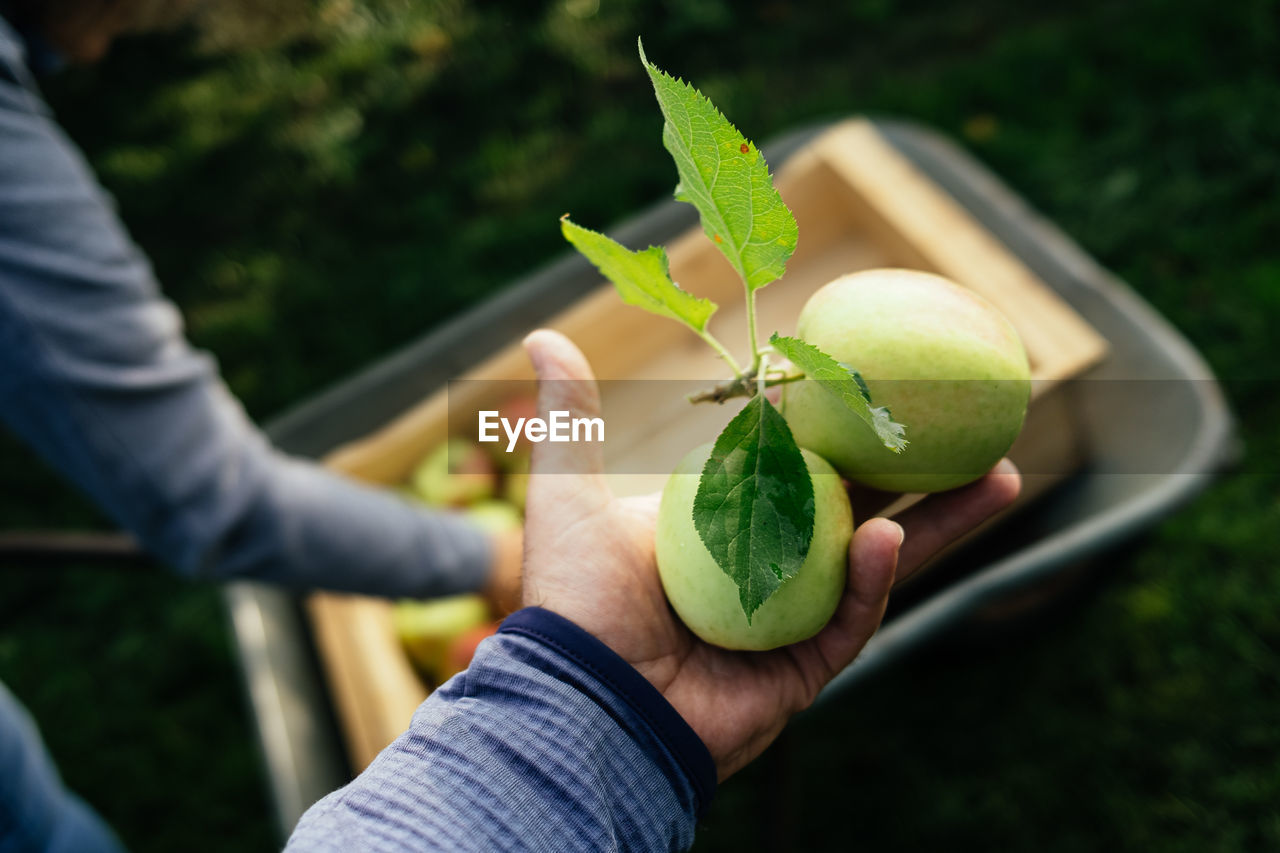 Hand harvesting apples from tree