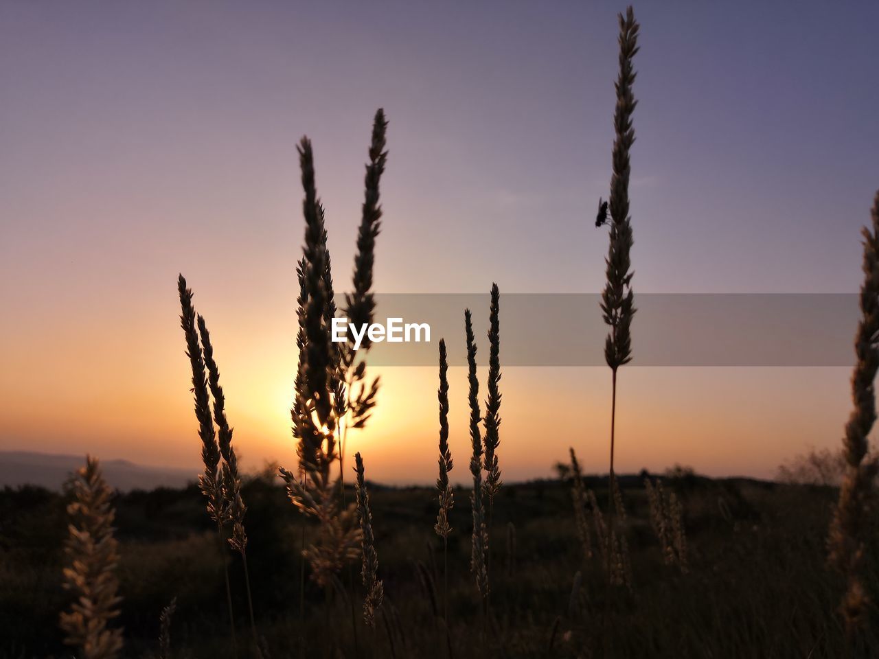 CLOSE-UP OF SILHOUETTE PLANTS AGAINST SUNSET