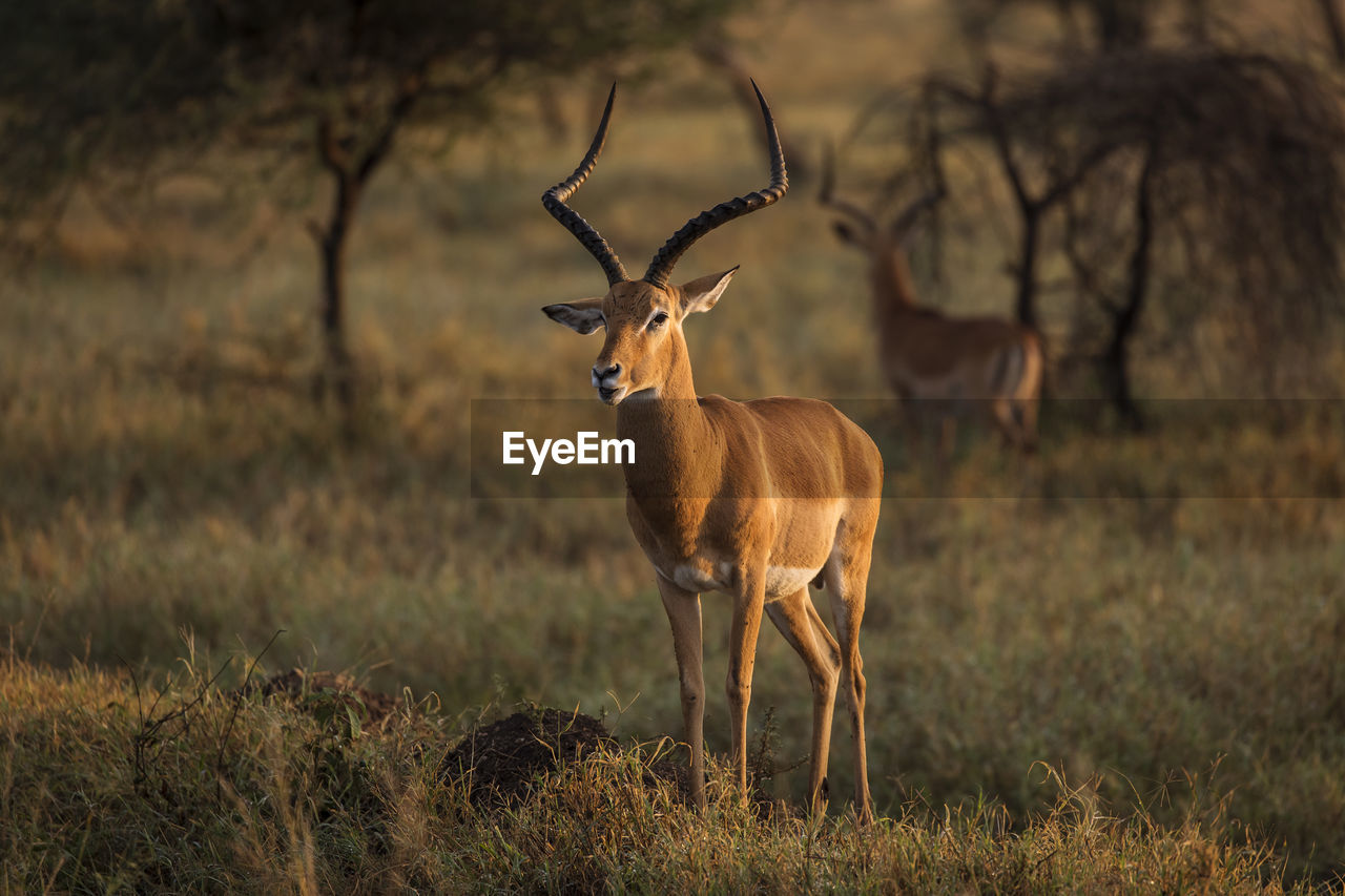 DEER STANDING ON LAND