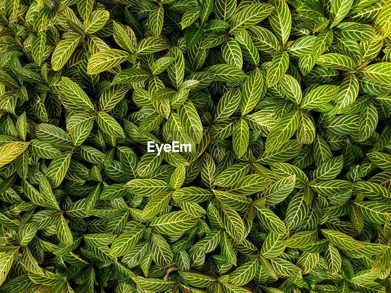 FULL FRAME SHOT OF FRESH GREEN PLANT