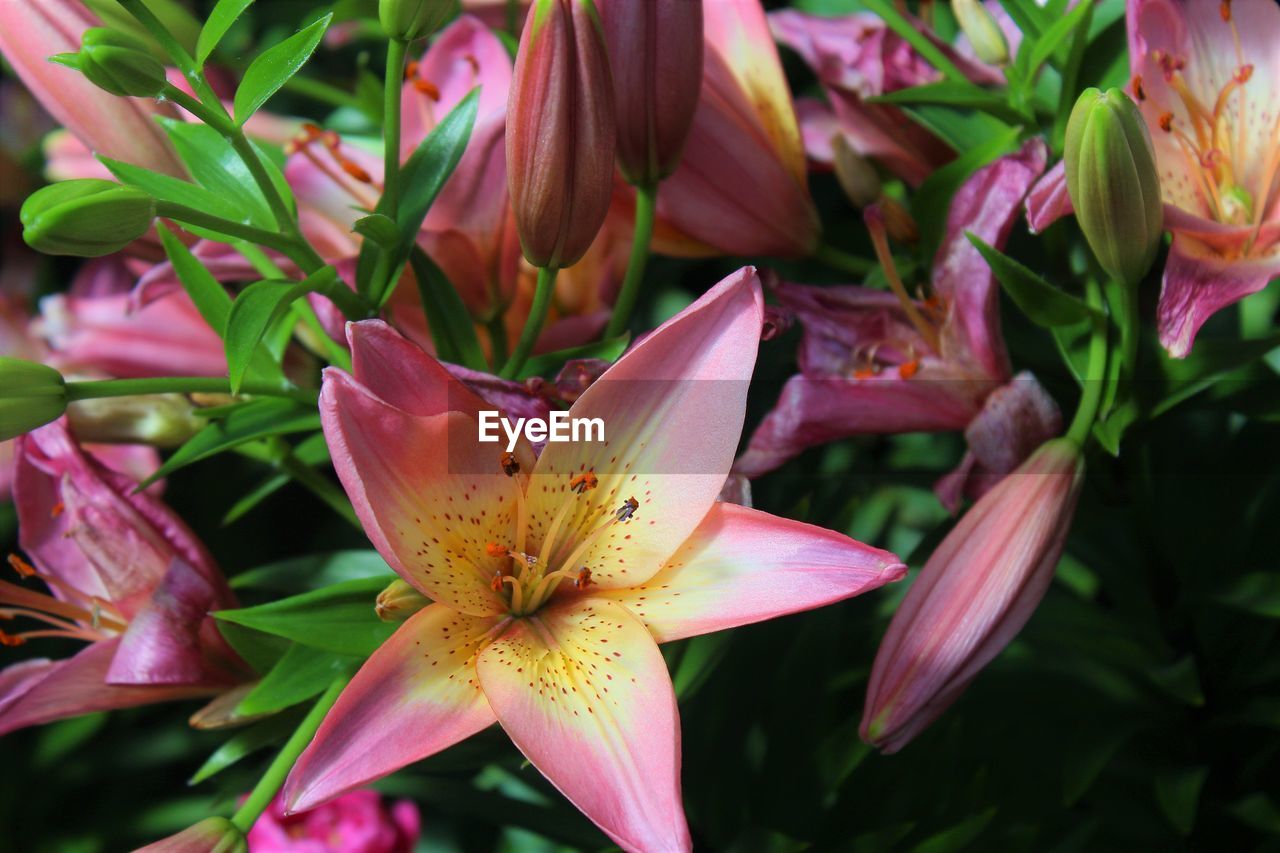 Close-up of pink flowers