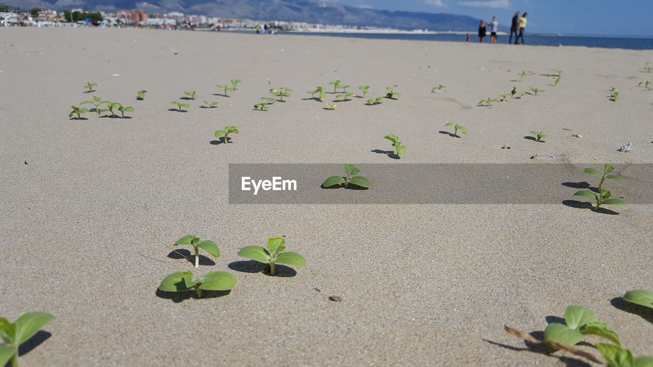 Plants growing on sand at beach