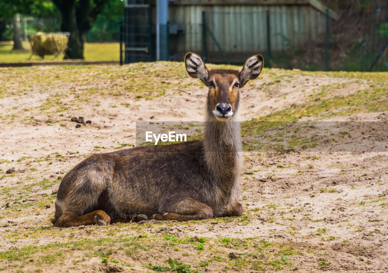 PORTRAIT OF DEER ON LAND