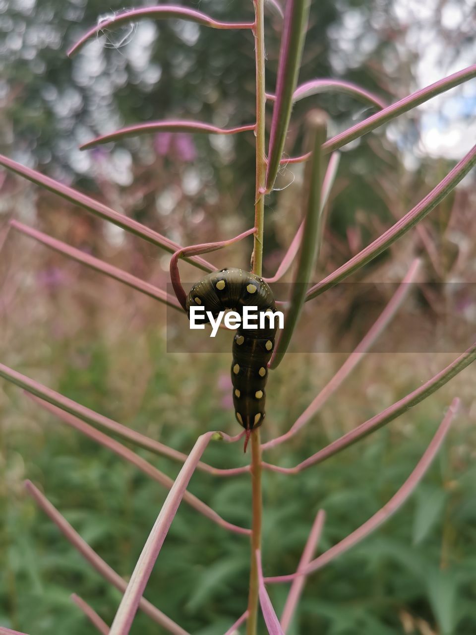 CLOSE-UP OF INSECT