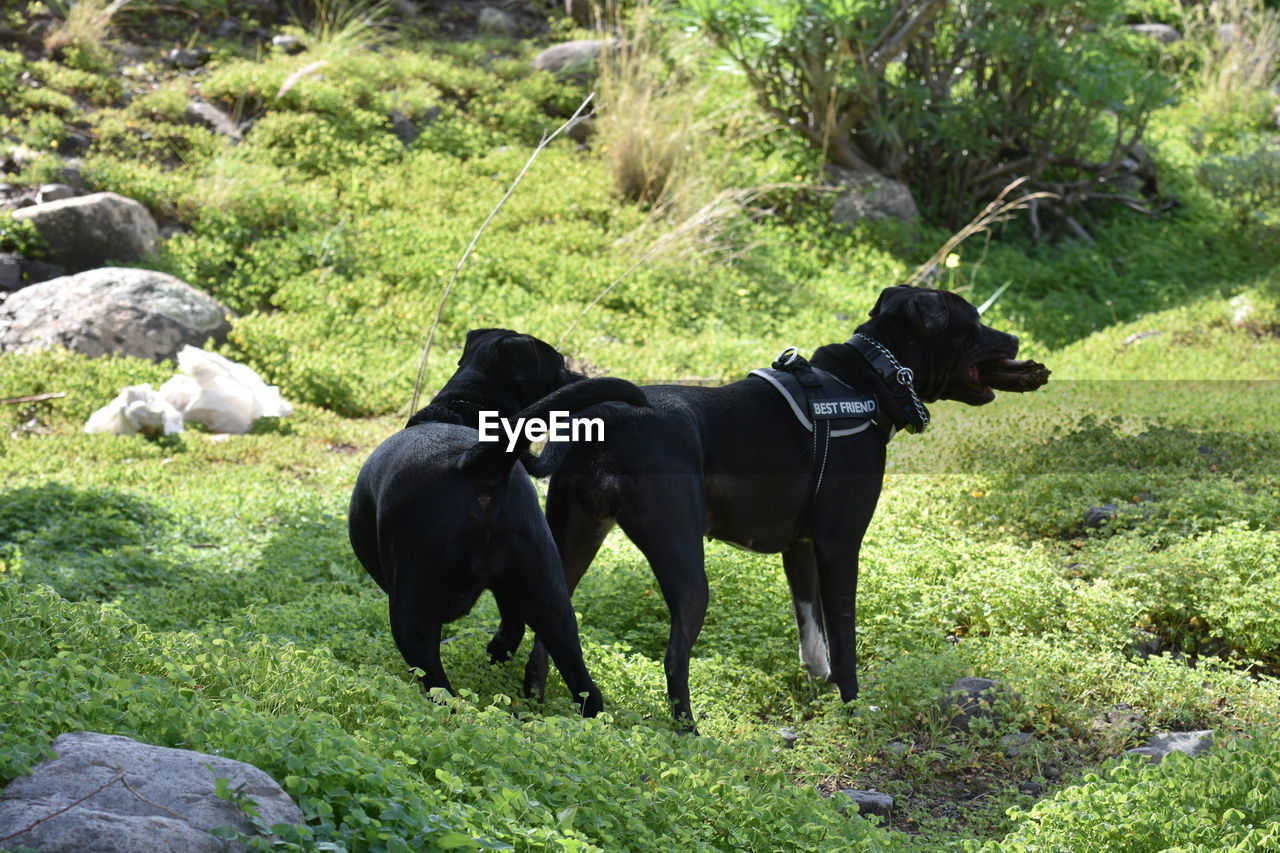 BLACK DOG ON FIELD