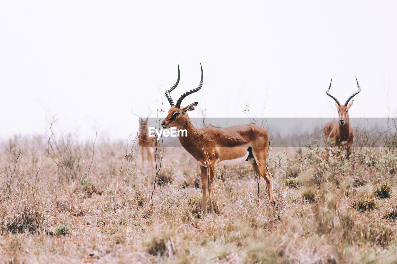 Close-up of deer on field against sky