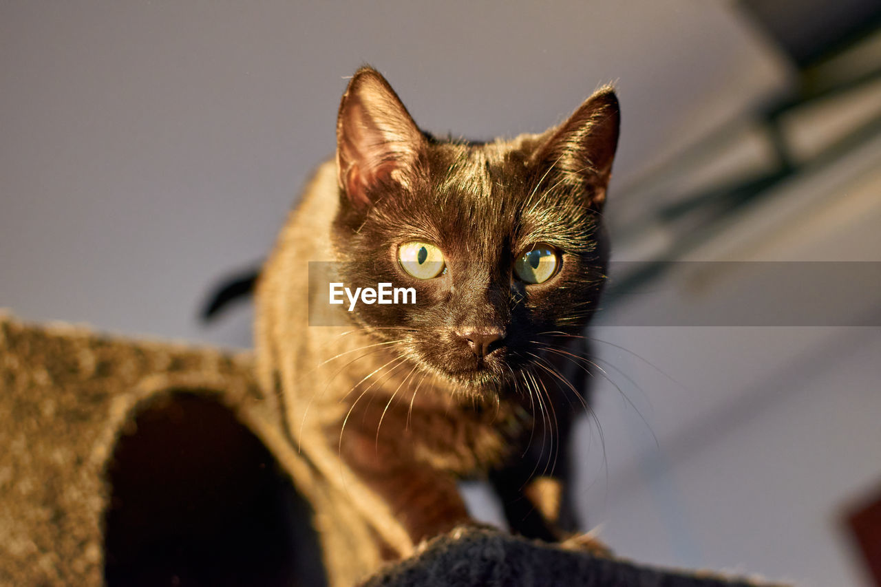 CLOSE-UP PORTRAIT OF CAT WITH EYES