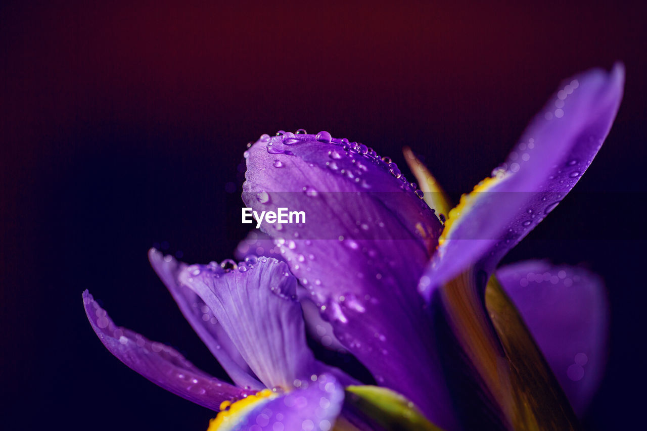 close-up of raindrops on purple flower
