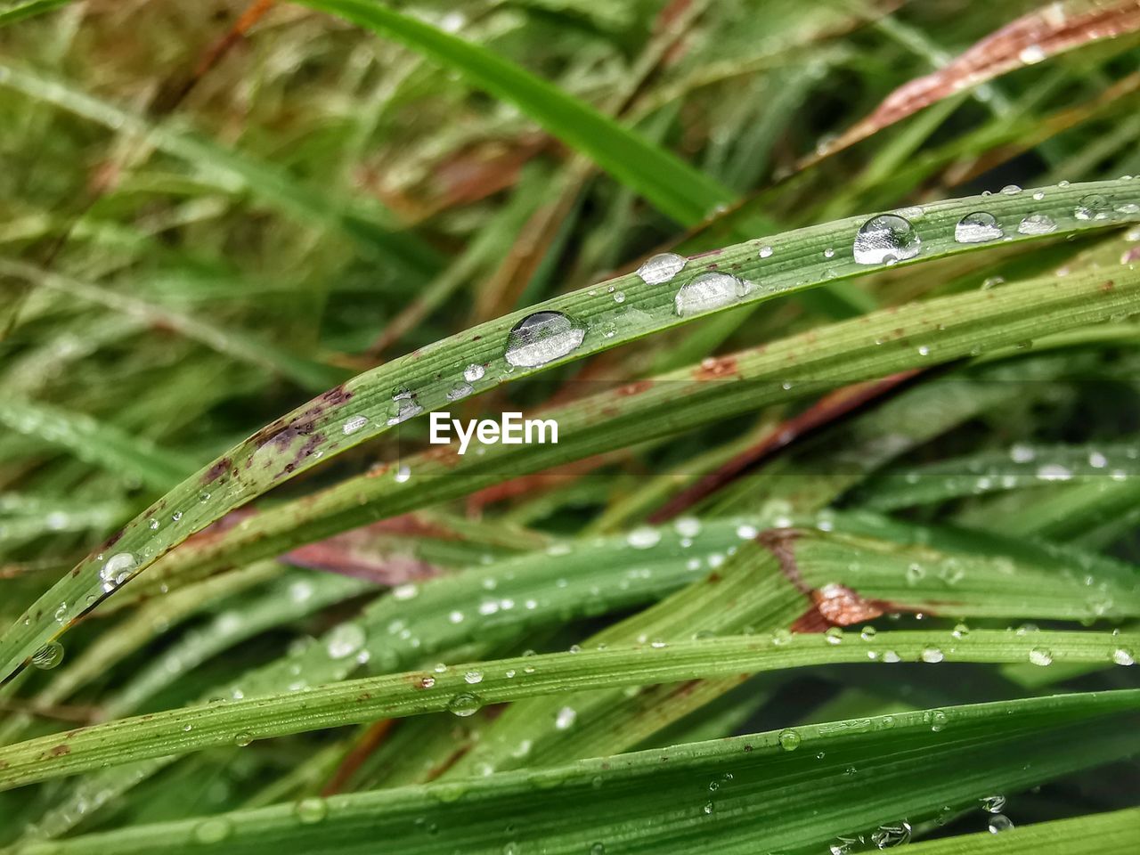 CLOSE-UP OF WATER DROPS ON PLANT