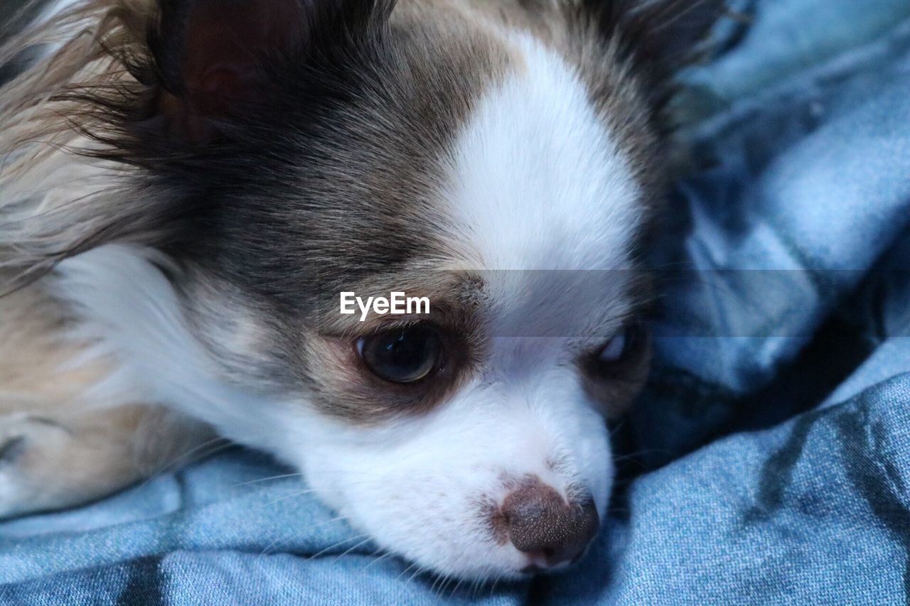 Close-up of chihuahua puppy resting on bed