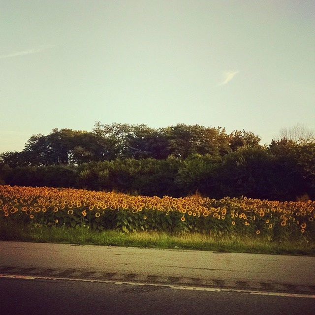 YELLOW FLOWERS IN FIELD