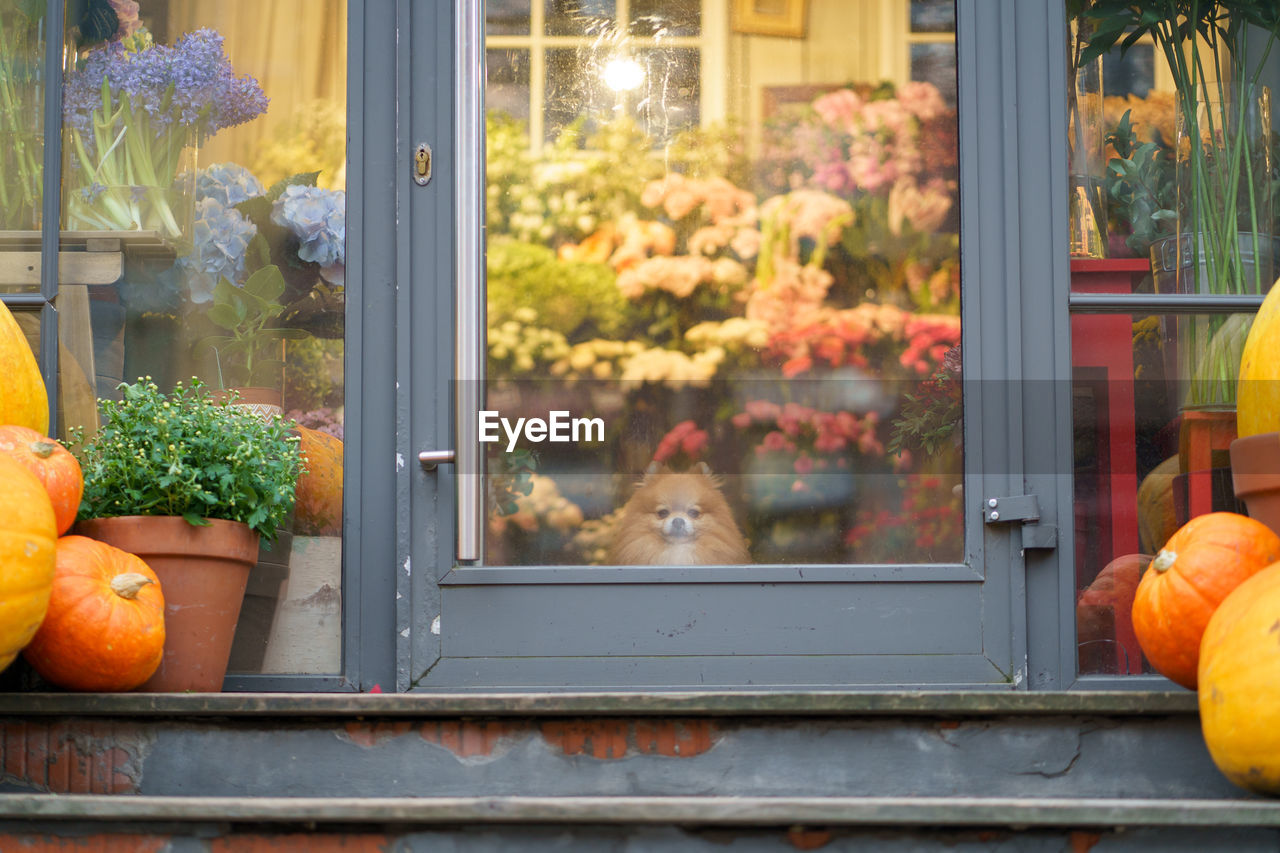 Pomeranian spitz dog sitting inside flower shop with pumpkins behind glass door. autumn season.